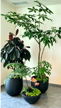 慈溪商务花卉出租费用-宁波花木出租价格-镇海花木租摆安装-余姚花木租赁费用